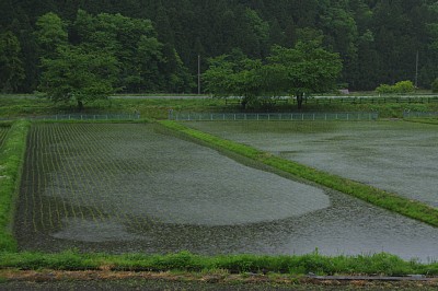 雨の日の田んぼ